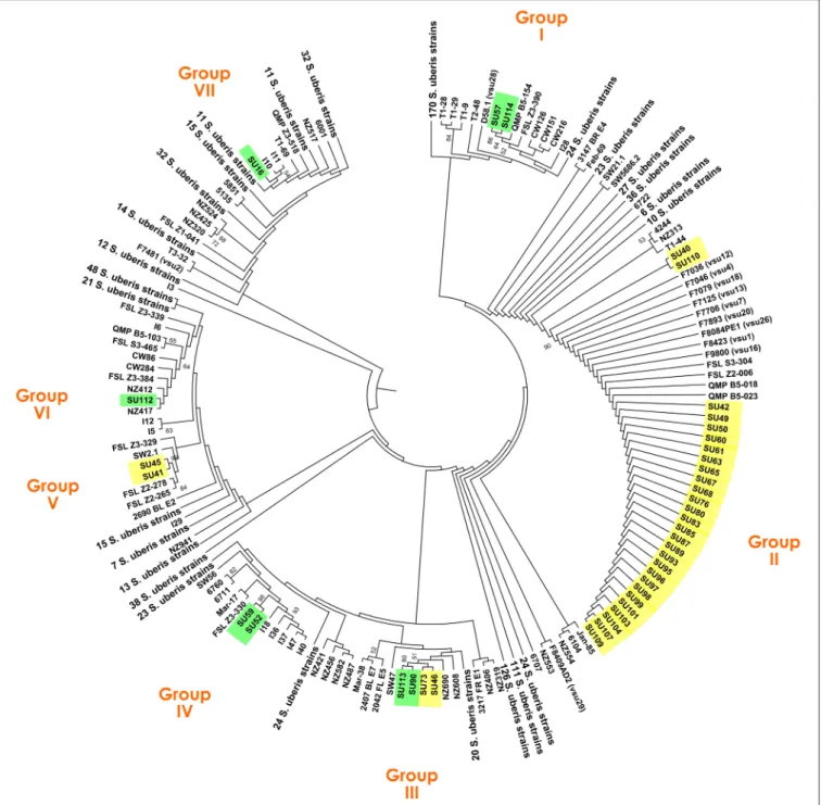 FIGURE 1 | Maximum Likelihood tree based on the concatenated sequences of genes ddl, gki, and tdk of a total of 1027 S