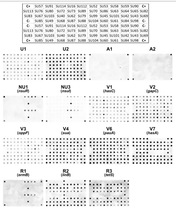 FIGURE 2 | Dot blots using 15 probes and genomic DNA from 44 S. uberis isolates. The following groups of probes were used: Taxonomic probes (U1, U2, A1, A2); nisin operon (NU1, NU3); virulence factors (V1, V2, V3, V4, V6, V7) and antibiotic resistance (R1,