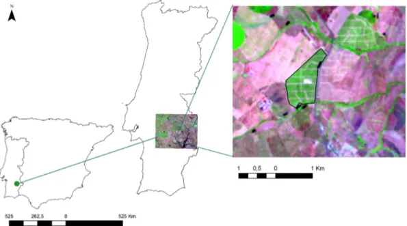 Fig. 1. Location of the study area near Viana do Alentejo (Southern Portugal), with the identiﬁcation of the super intensive olive orchard in the Landsat image (scene 203/033;