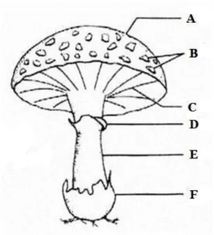 Figure 1.1. Basidiocarp structure: A – cap (or pileus); B – scales; C – hymenium; D – annulus (or  ring); E – stipe (or stalk) ; F – volva (or cup) (Adapted from  [1] )