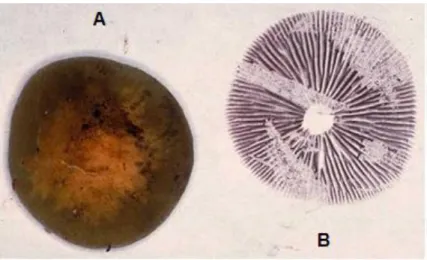 Figure 1.2. Spore print: A – hymenium placed on the paper sheet; B – spore deposition  (Adapted  from the original available at: http://www.anbg.gov.au/fungi/images-captions/spore-print-0018.html [05/06/12])