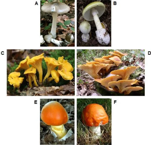 Figure 1.4. Examples of some mushroom species that may be confounded because their  morphological similarities: (A) Volvariella gloiocephala (DC.) Boekhout &amp; Enderle (edible)  confounded with (B) Amanita phalloides (Vaill
