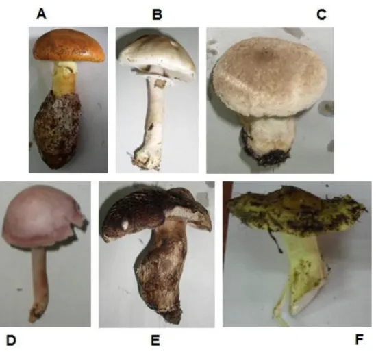 Figure  5.1.  Some  of  the  mushrooms  collected  and  analysed  in  this  work:  (A)  Amanita  caesarea  (Scop.)  Pers.;  (B) Agaricus  sylvicola  (Vittad.)  Perck;  (C)  Lycoperdon  perlatum  Pers.;  (D)  Mycena  rosea  Gramberg;  (E)  Sarcodon  imbrica