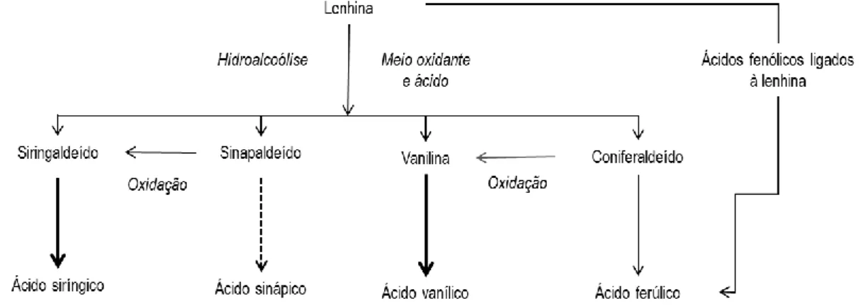 Figura 1.6. Esquema da degradação da lenhina 