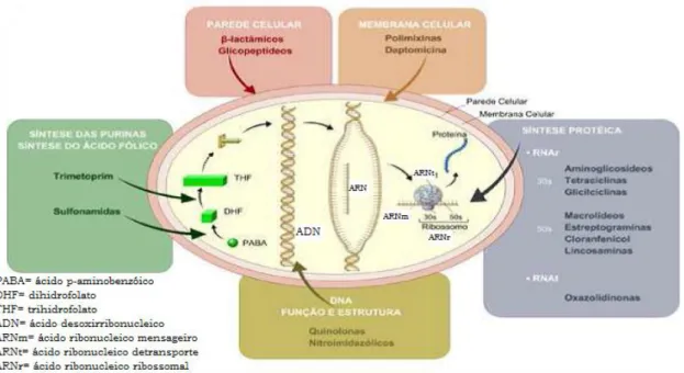 Figura 1 – Principais mecanismos de ação dos agentes antimicrobianos (adaptado de Anvisa,  2007)