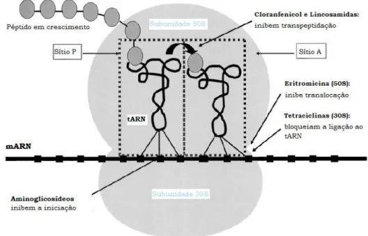 Figura 2 – Locais de ação dos vários antibióticos inibidores da síntese proteica sobre o  ribossoma (adaptado de McDermott et al., 2003)