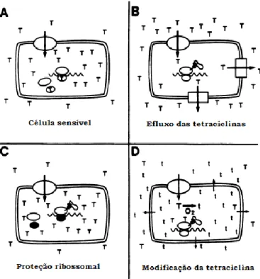 Figura 4 – Diferentes mecanismos de resistência às tetraciclinas (adaptado de Speer,  Shoemaker &amp; Salyers, 1992)
