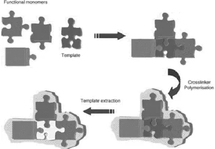 Figure 2. Type of functional monomer used in 19 studies regarding the development of  MIPs  for  the  analysis  PCPs