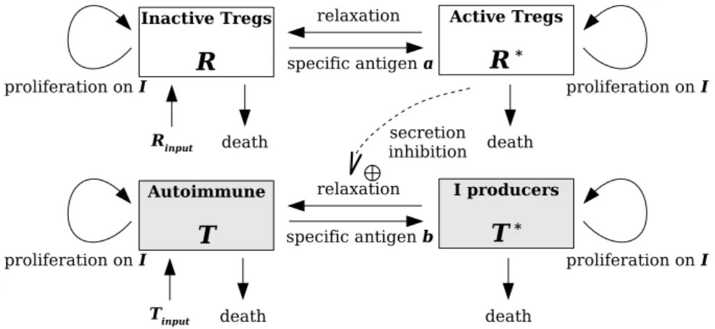 Figure 2.1 Model schematic showing growth, death and phenotype transitions of the Treg populations R,R ∗ , and autoimmune T cell T,T ∗ populations