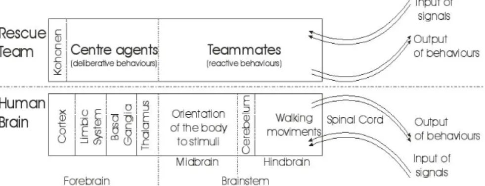 Fig. 4. An analogy between Rescue Team and Human Brain 