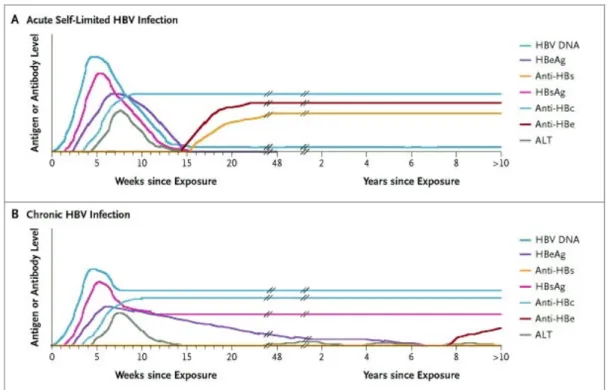 Figura 5 – Evolução dos marcadores serológicos na hepatite B aguda (A) e na hepatite  B crónica (B)