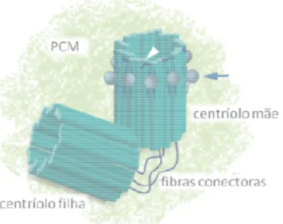 Figura I.2:  Centrossoma  em  células  de  mamífero de uma célula animal. O centrossoma é composto por