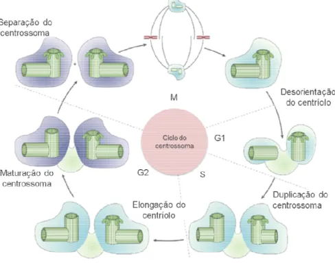 Figura I.3:  Ciclo de duplicação do centrossoma