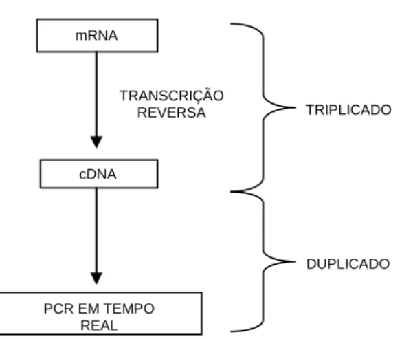 Figura  III.8.3.1.  Estratégia  para  a  realização  da  reacção de PCR em tempo real para os genes α- e  β-globina