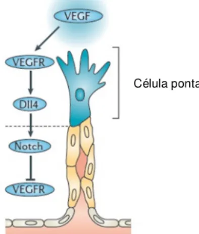 Figura  1:  Mecanismo  molecular  de  selecção  de  célula  endotelial  ponta  pela  interacção  via   Notch-VEGF  (adaptado  de  (Herbert  &amp; 