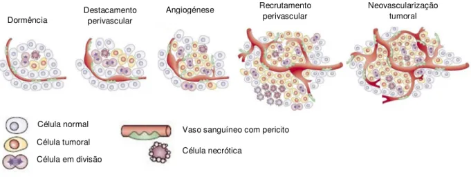 Figura 2: Etapas do switch angiogénico