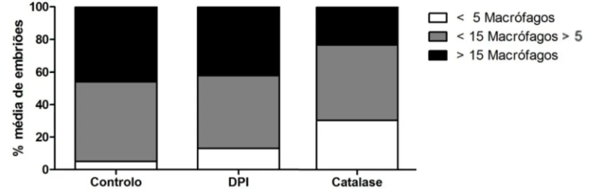Figura 12: Percentagem média de embriões injectados com células tumorais controlo (N=6), tratadas  com  DPI  (N=3)  e  com  sobre-expressão  de  catalase  (N=3),  que  apresentam  menos  de  5  (branco),  entre 5 de 15 (cinzento) ou mais de 15 (preto) macr