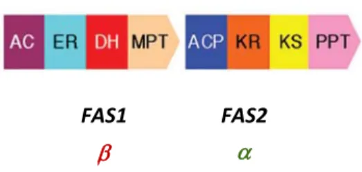 Figura  3  – Organização dos domínios do sistema FAS tipo Ia em Saccharomyces cerevisiae. A subunidade  β, que  compreende  as  actividades  AC‐ER‐DH‐MPT,  é  codificada  pelo  gene  FAS1;  a  subunidade  α,  que  compreende  as  actividades  ACP‐KR‐KS‐PPT