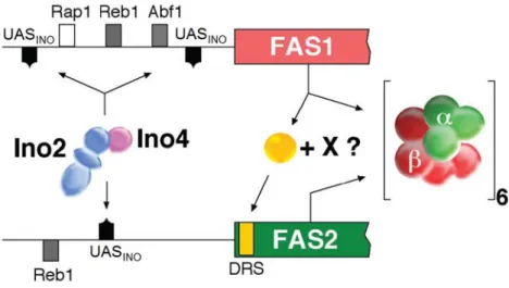 Figura  4  –  Representação  e  localização  dos  locais  de  regulação  da  expressão  dos  genes  FAS1  e  FAS2.  Estão  evidenciados  os  locais  de  activação  da  transcrição  gerais  (Rap1,  Rep1,  Abf1)  e  a  sequência  UAS INO ,  cis‐acting  eleme