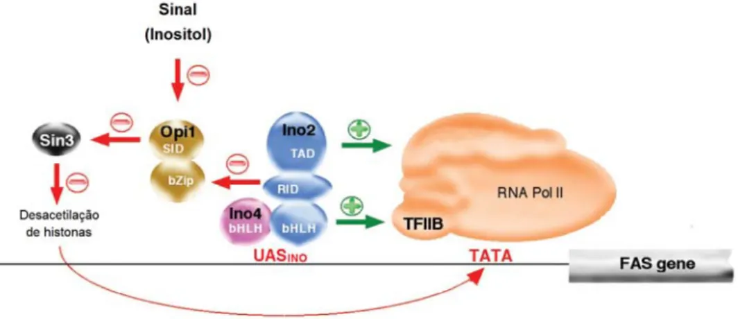 Figura  6  –  Interacções  regulatórias  dos  factores  de  transcrição  envolvidos  na  expressão  dos  genes  FAS  dependente  de  UAS INO ,  em  S.  cerevisiae.  As  interacções  que  activam  (a  verde)  ou  reprimem  (a  vermelho)  a  transcrição dos 