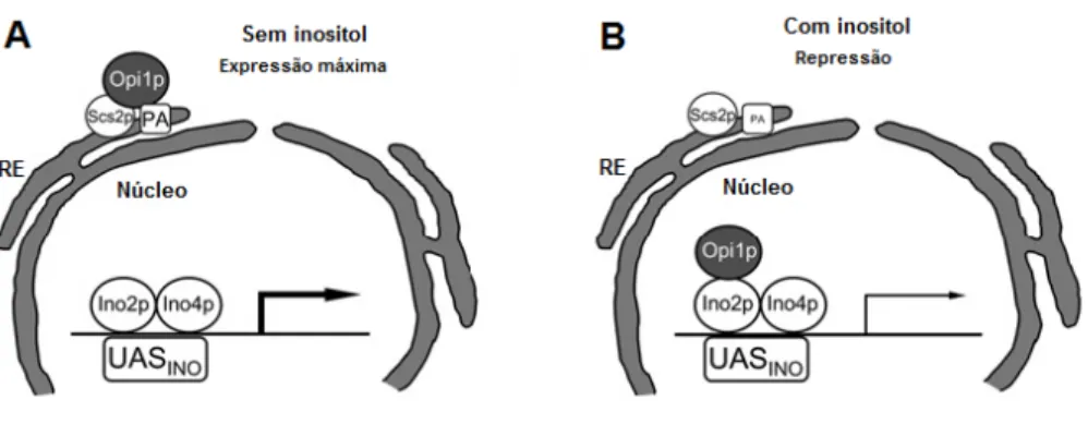 Figura  7  –  Modelo  de regulação  da  expressão  dos  genes  que  possuem  o elemento  UAS INO  pelo  inositol,  em S. 
