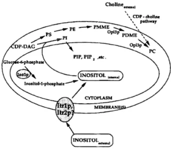Figura  9 – Vias para a biossíntese  de fosfolípidos,  biossíntese de  inositol  e uptake  de inositol  em  S. cerevisiae. 