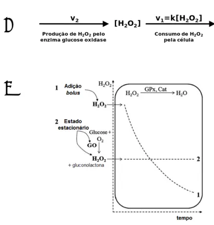 Figura  10  –  A.  Geração  de  um  estado  estacionário  de  H 2 O 2 .  O  glucose  oxidase  produz  H 2 O 2   a  uma  velocidade  constante ao longo do tempo (v 2 ), enquanto as células o consomem a uma velocidade v 1 , exibindo uma cinética de  primeira