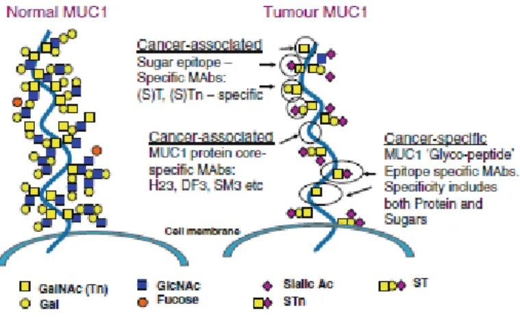 Figure 1. MUC1 protein expressing several types of novel cancer-associated antigenic  epitopes in cancer cells (adapted from Acres and Limacher 2005) 