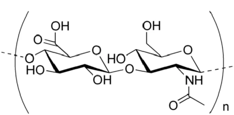 Figure 4. Hyaluronic acid molecular structure (Adapted from Novozymes) 