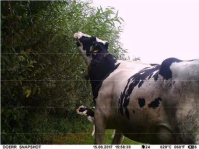 Figure  1:  Wildlife  cameras  were  used  to  capture  images  of  browsing  cows  (and  calves)