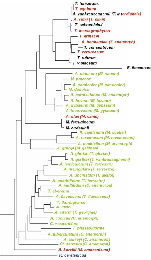 Figura 2- Árvore filogenética construída com base nas sequencias da região ITS do rDNA