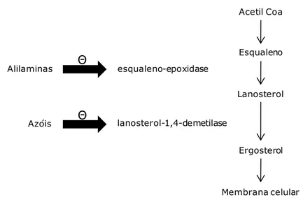 Figura 5- A via metabólica do ergosterol e o local de acção dos azóis e das alilaminas (adaptado de  Elewski, 1998)