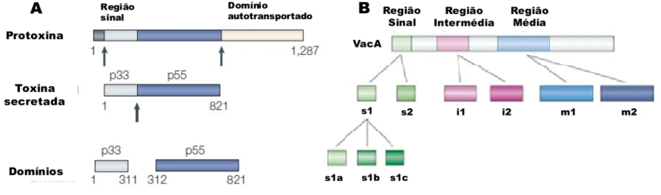 Figura  4  :  Estrutura  e  diversidade  alélica  do  gene  vacA  de  Helicobacter  pylori: 