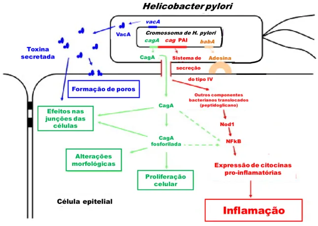 Figura  5:  Caracterização  de  factores  de  virulência  de  Helicobacter pylori  e  os  seus principais efeitos nas células hospedeiras