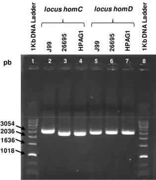 Figura 7: Produtos de amplificação de DNA separados em gel de agarose a 1% 