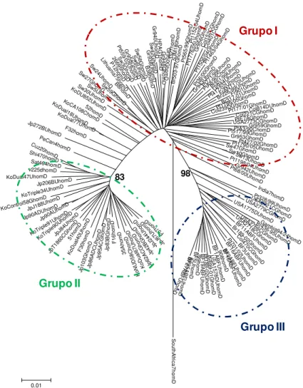 Figura 9: Análise filogenética de 129 sequências do gene  homD de 104 estirpes  clínicas  e  25  estirpes  de  referência  de  Helicobacter  pylori