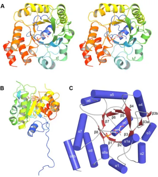 Figure 2. Structure of a single LsrF chain. A. Stereoview of a single (a/b)8-barrel subunit with protein backbone in cartoon representation and bound P-AI-2 analogue (ribulose-5-phosphate) as ball-and-stick