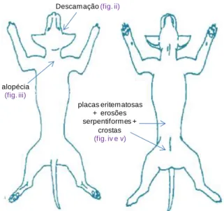 Fig. i: Diagrama representativo das lesões dermatológicas do Blacky. 