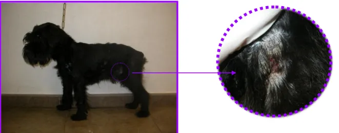 Fig. vi e vii: Alopécia na parede costal, na zona da articulação do ombro e no abdómen lateral