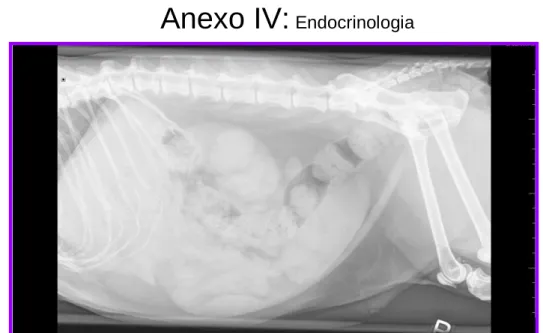 Fig. i: Radiografia abdominal lateral direita (espondilose deformante nas vértebras lombares; mineralização das 