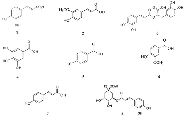 Figura 1.2- Estruturas de ácidos fenólicos encontrados em espécies de Salvia. 