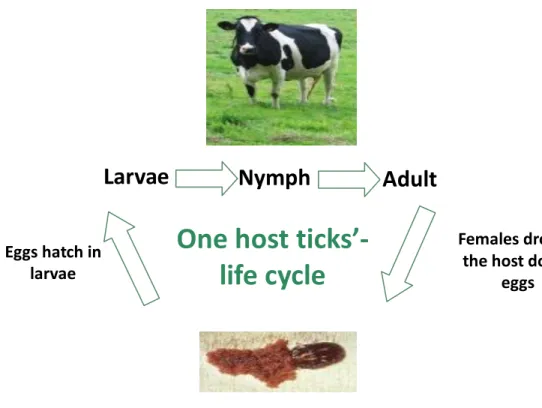 Figure 1 One host ticks life cycle. 