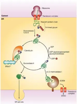 Figure 6 CRT action as a chaperone. 