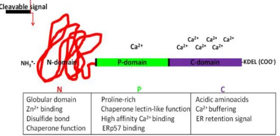 Figure 7 Structure and functions of the CRT domains. 