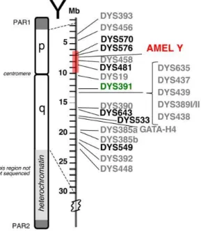 Figura 1.2–Posições relativas dos 23 locus Y-STR amplificados pelo kit PowerPlex® Y23 System