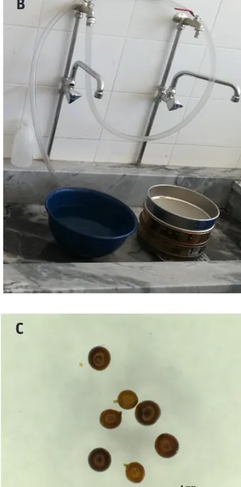 Figure 1 - Extraction methods. A: Fenwick can; B: Cobb’s  decanting and sieving technique; C: cysts collected.