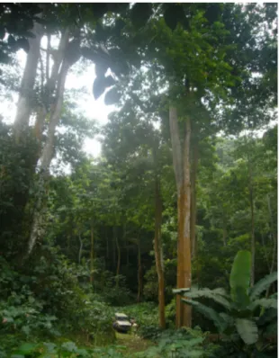 Figura 1 - Escala da vegetação, São Tomé [ASF]. 