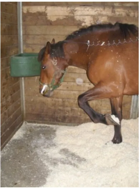 Figura  3  –  Cavalo  com  cólica,  a  raspar o chão da boxe 