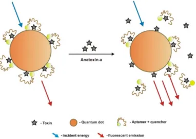 Figure 1. Schematic of the design strategy for the optical fluorescent resonance energy transfer (FRET)  competitive binding assay developed by Jackson et al