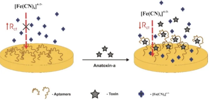 Figure 2. The mode of action of this impedance aptasensor is based on the decrease of electron  resistance when aptamers change from a random conformation to a compact conformation in the  presence of anatoxin-a [31]